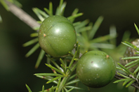 Asparagus acutifolius